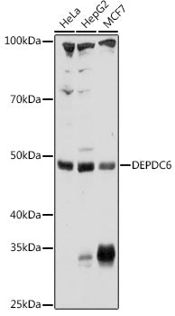 DEPDC6 Rabbit pAb