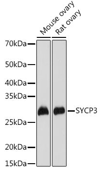 SYCP3 Rabbit pAb