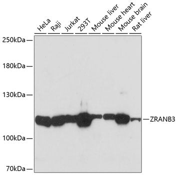 ZRANB3 Rabbit pAb