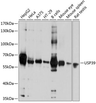USP39 Rabbit pAb