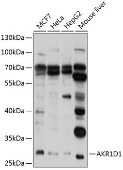AKR1D1 Rabbit pAb