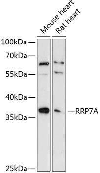 RRP7A Rabbit pAb