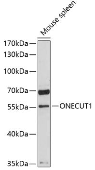 ONECUT1 Rabbit pAb