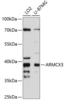ARMCX3 Rabbit pAb