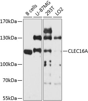 CLEC16A Rabbit pAb