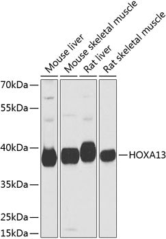 HOXA13 Rabbit pAb