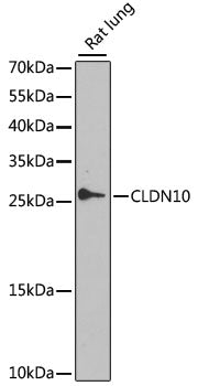 CLDN10 Rabbit pAb