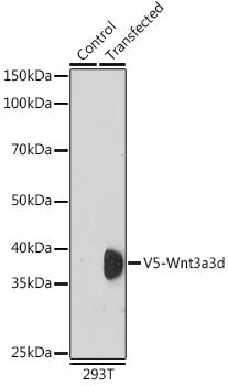 Rabbit anti V5-Tag pAb