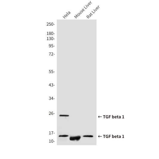 TGF beta 1 (8F6) Mouse Monoclonal Antibody