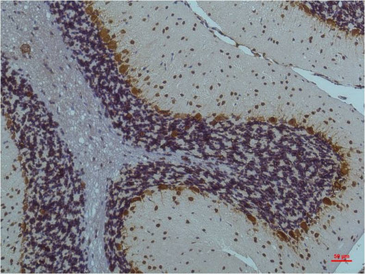 Phospho-CaMKII (Thr287) (4A8) Mouse Monoclonal Antibody