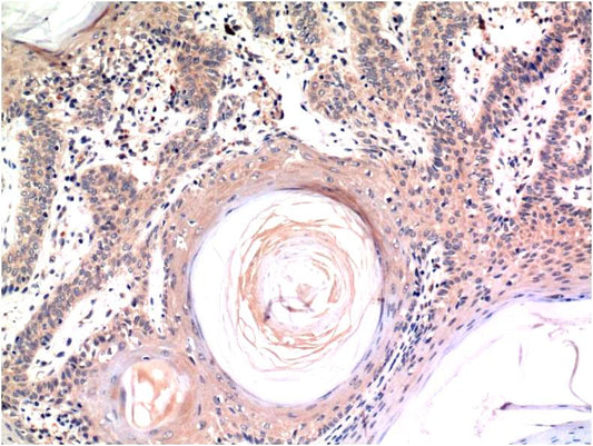 Caspase 3 (5H3) Mouse Monoclonal Antibody