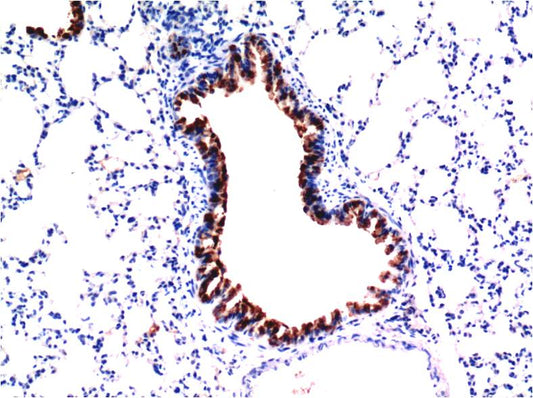 TGF beta 1 (7C9) Mouse Monoclonal Antibody