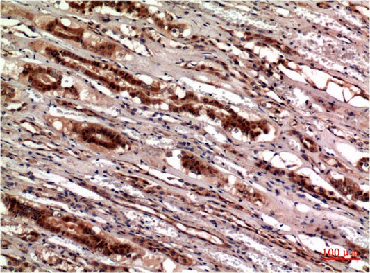 Cystatin C (7E3) Mouse Monoclonal Antibody