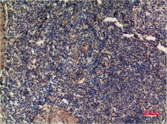 ERK1 (7E7) Mouse Monoclonal Antibody