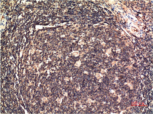 ERK1 (8G6) Mouse Monoclonal Antibody