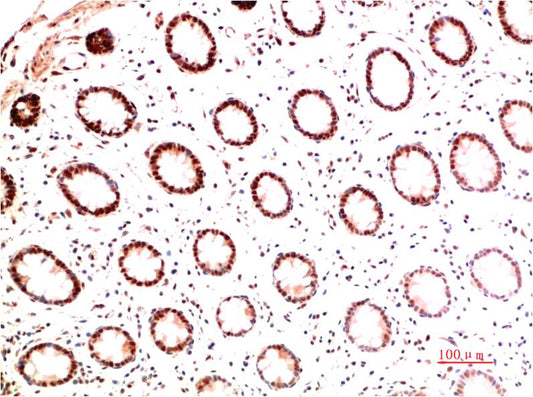 Collagen I alpha 1 (4C4) Mouse Monoclonal Antibody