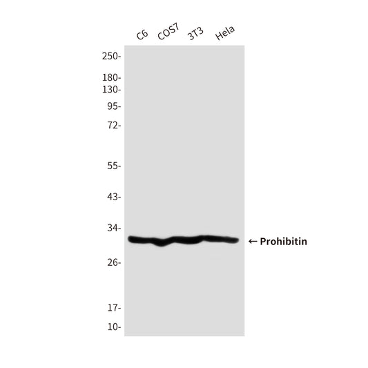 Prohibitin (5H7) Mouse Monoclonal Antibody