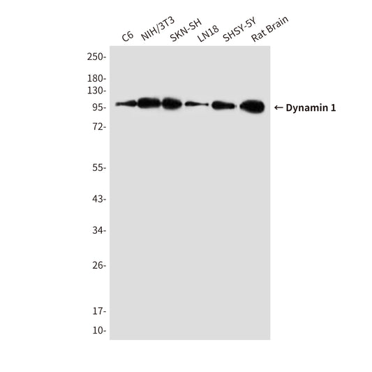 Dynamin 1 (5B9) Mouse Monoclonal Antibody