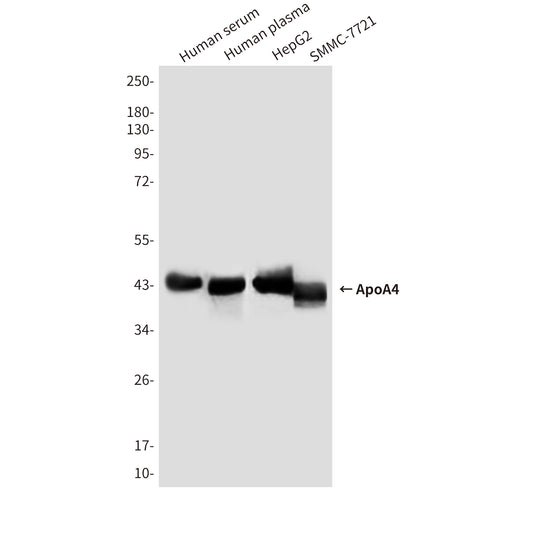 ApoA4 Mouse Monoclonal Antibody
