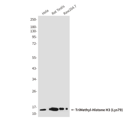 TriMethyl-Histone H3 (Lys79) (6A6) Mouse Monoclonal Antibody