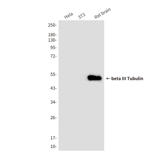 beta III Tubulin (3H2) Mouse Monoclonal Antibody