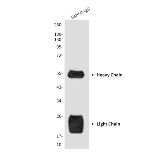 Rabbit IgG H&L (10D2) Mouse Monoclonal Antibody