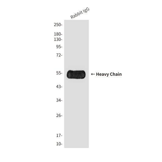 Rabbit IgG Fc (6D3) Mouse Monoclonal Antibody