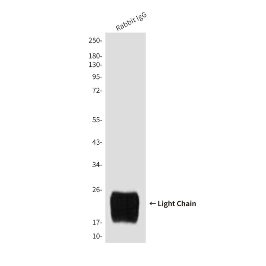 Rabbit IgG Light Chain (7F9) Mouse Monoclonal Antibody