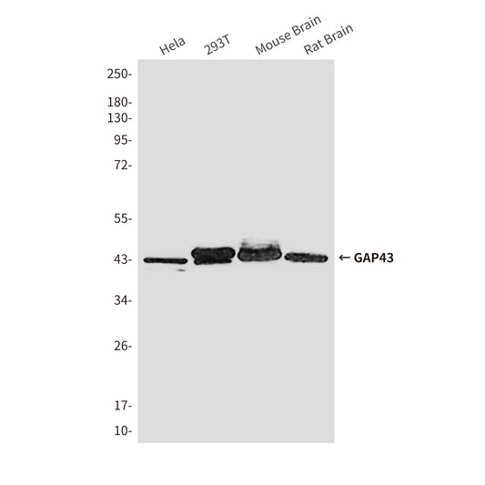 GAP43 (10C7) Mouse Monoclonal Antibody