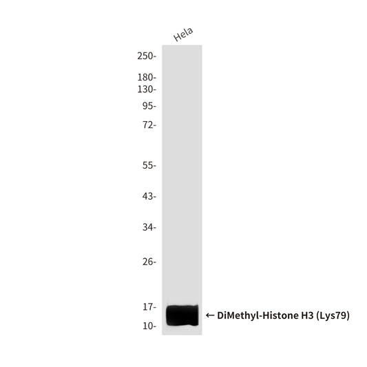 DiMethyl-Histone H3 (Lys79) (8E8) Mouse Monoclonal Antibody