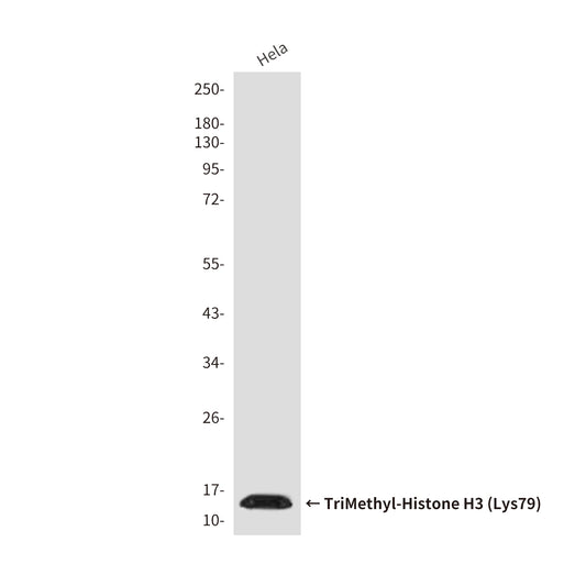 TriMethyl-Histone H3 (Lys79) (8G4) Mouse Monoclonal Antibody