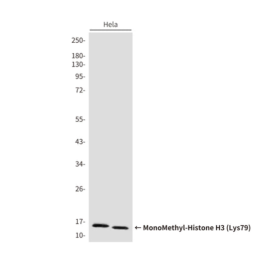 MonoMethyl-Histone H3 (Lys79) (6H1) Mouse Monoclonal Antibody