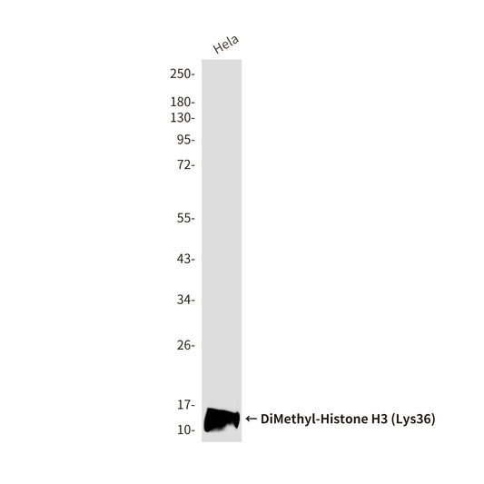 DiMethyl-Histone H3 (Lys36) (1B4) Mouse Monoclonal Antibody