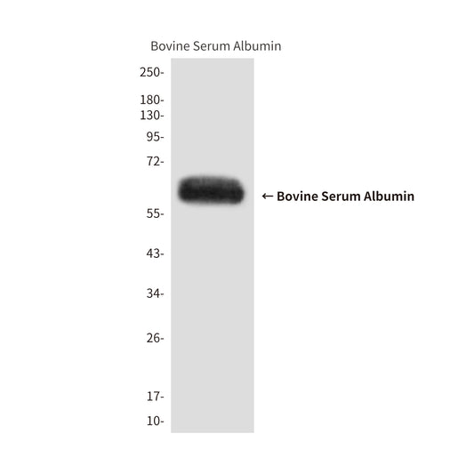 Bovine Serum Albumin (10G8) Mouse Monoclonal Antibody