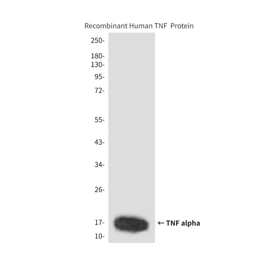 TNF alpha (6H2) Mouse Monoclonal Antibody