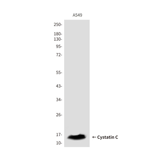 Cystatin C (3C8) Mouse Monoclonal Antibody