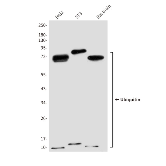 Ubiquitin (7F2) Mouse Monoclonal Antibody