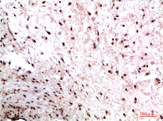 HP1 gamma (9E5) Mouse Monoclonal Antibody
