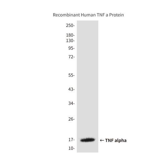 TNF alpha (9D9) Mouse Monoclonal Antibody