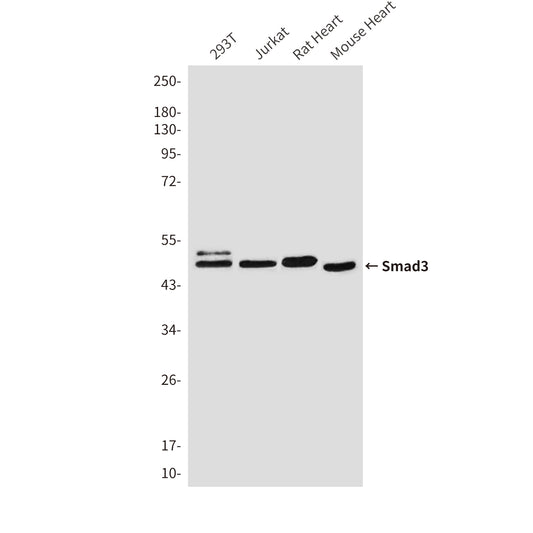Smad3 (4H4) Mouse Monoclonal Antibody