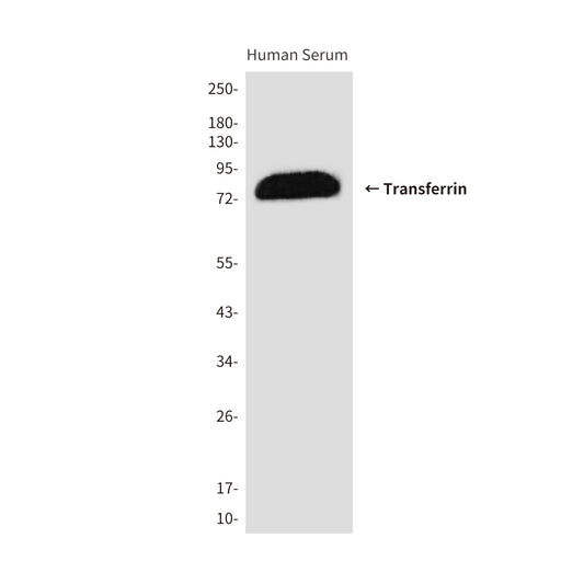 Transferrin (1G7) Mouse Monoclonal Antibody