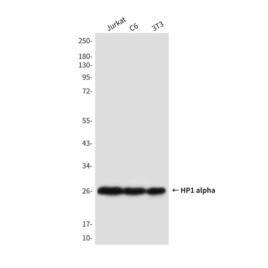 HP1 alpha Mouse Monoclonal Antibody