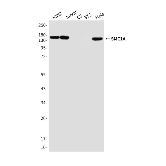 SMC1A Mouse Monoclonal Antibody