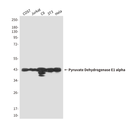 Pyruvate Dehydrogenase E1 alpha Mouse Monoclonal Antibody