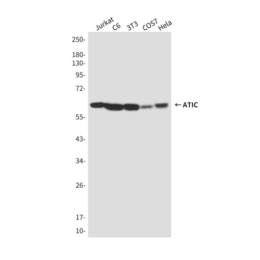 ATIC Mouse Monoclonal Antibody
