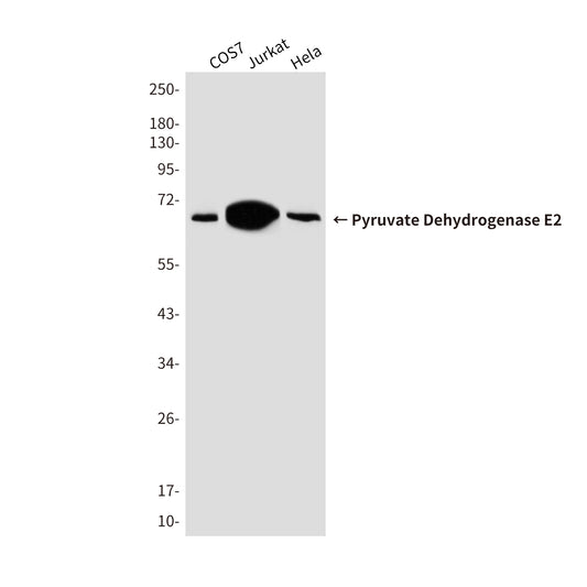 Pyruvate Dehydrogenase E2 Mouse Monoclonal Antibody
