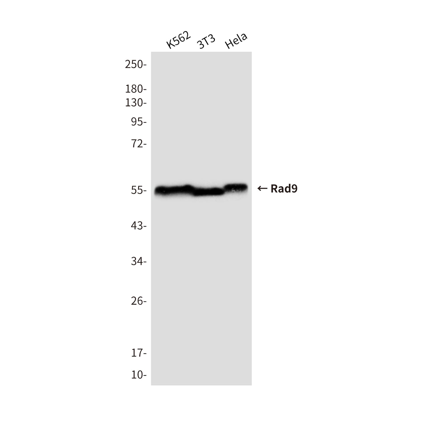 Rad9 Mouse Monoclonal Antibody