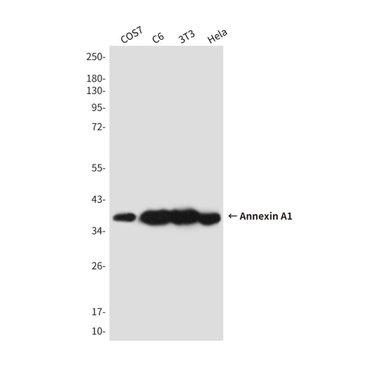 Annexin A1 Mouse Monoclonal Antibody