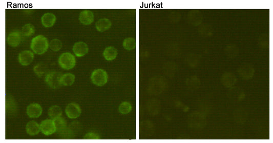 CD19 Mouse Monoclonal Antibody (FITC)