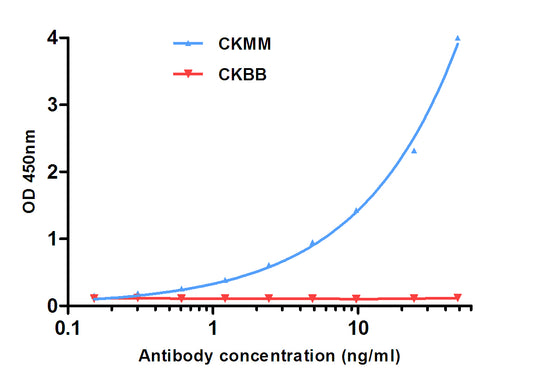 CKM (6A12) Mouse Monoclonal Antibody